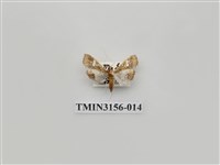 藏品(螟蛾314)的圖片